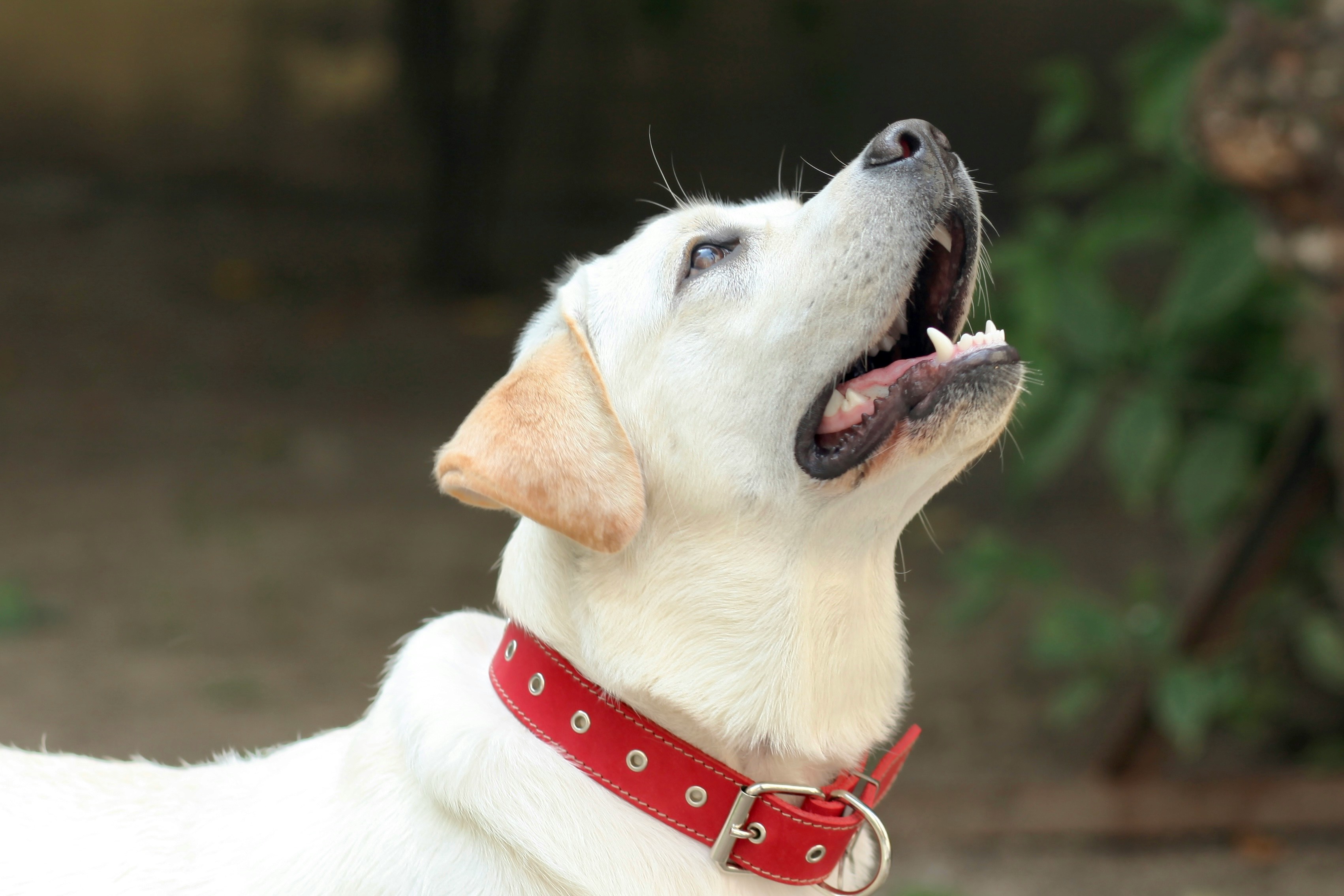 Pet Collar Assortment