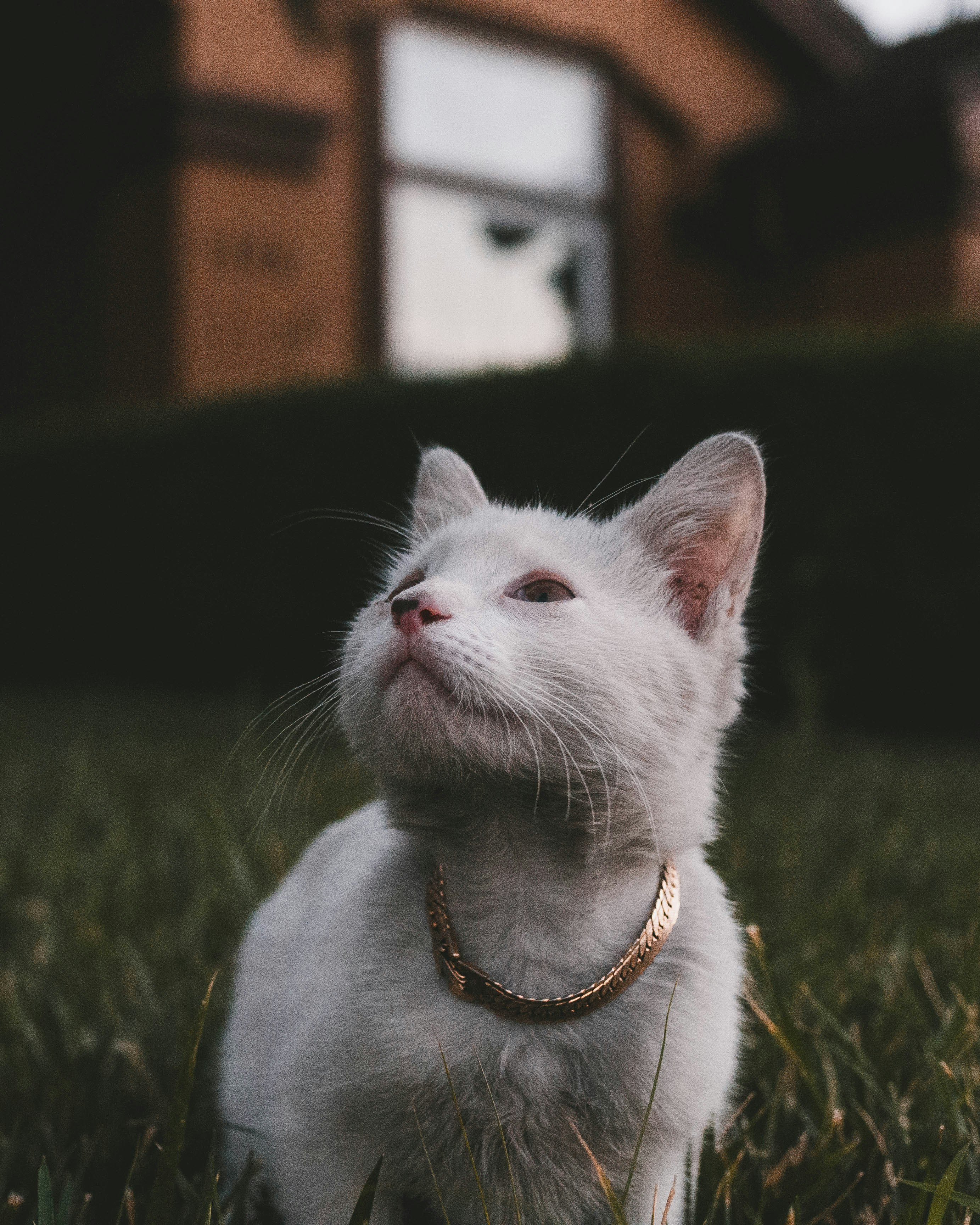 Pet Collar Assortment