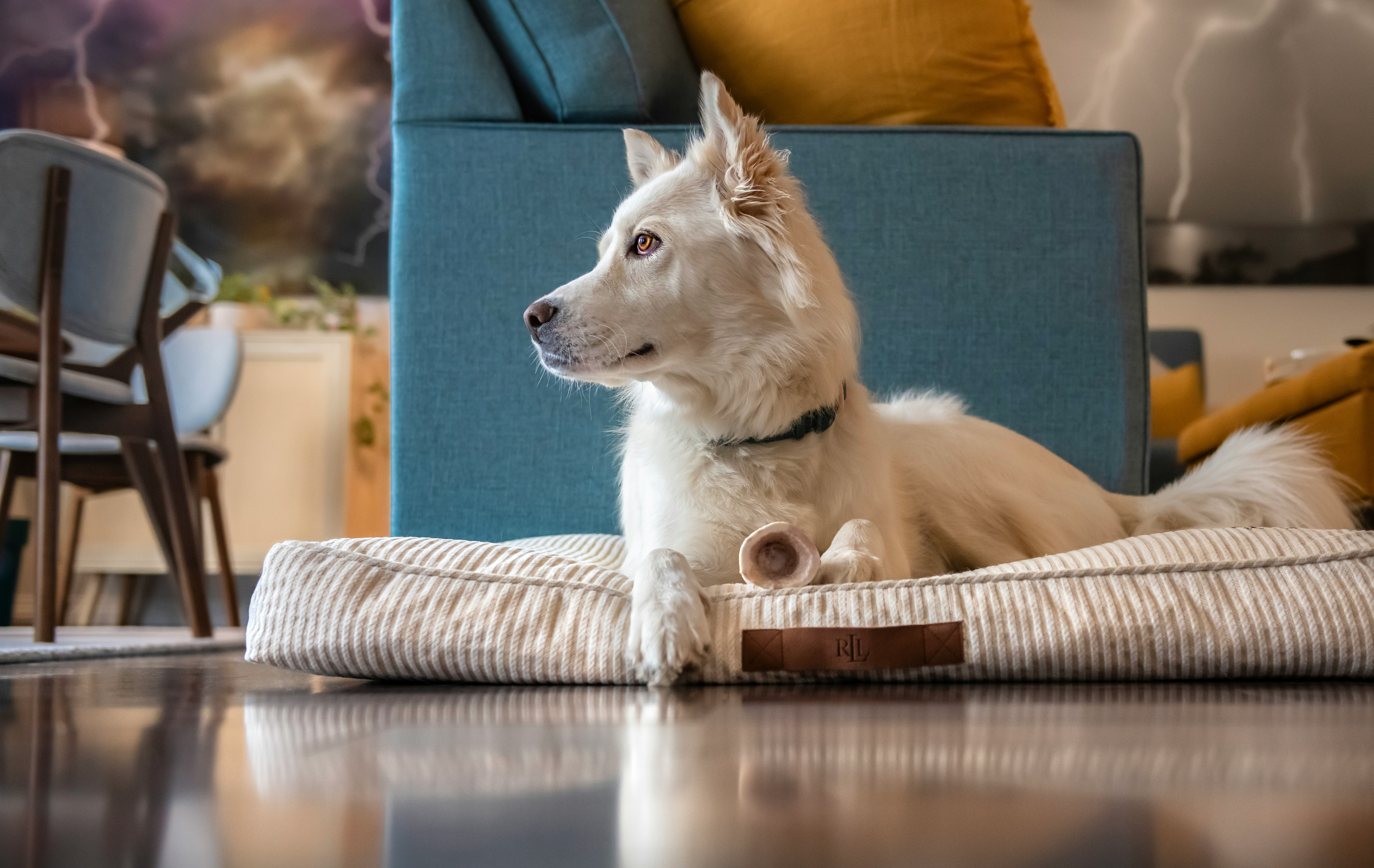 Dog Bed