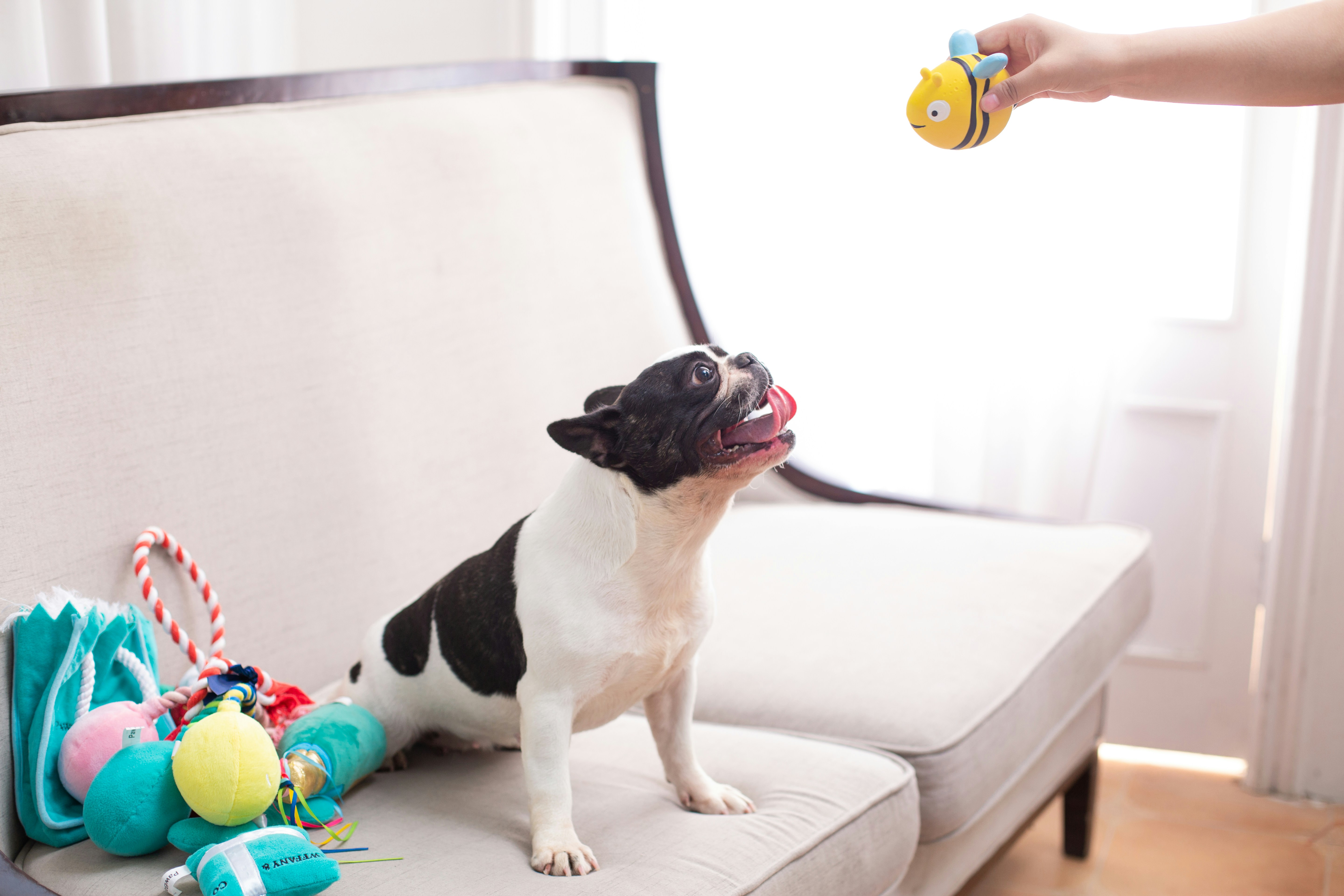 Interactive Pet Toys