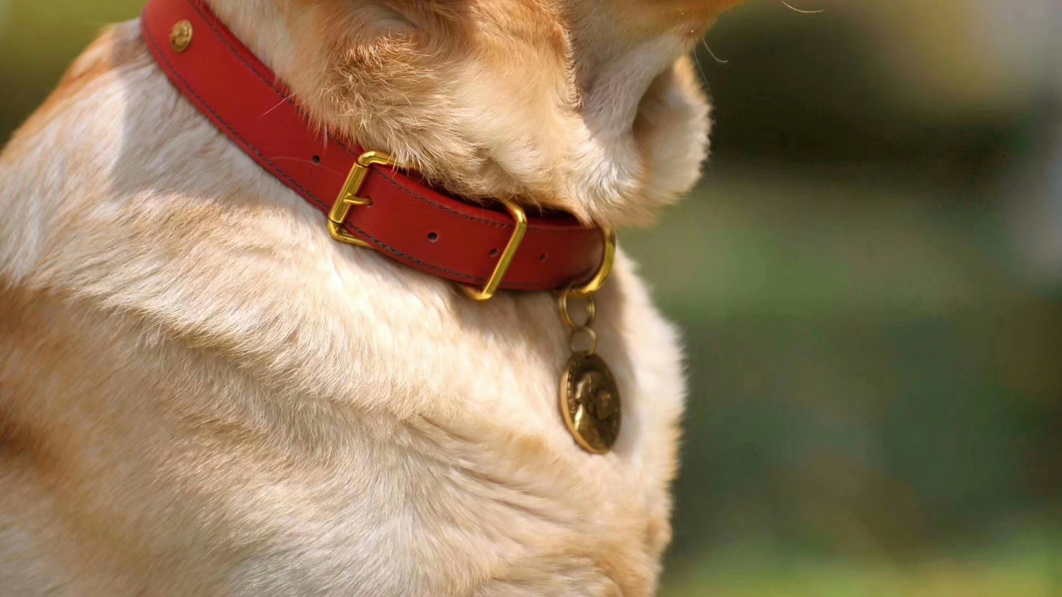 Pet Collar Assortment